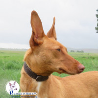 Greesa