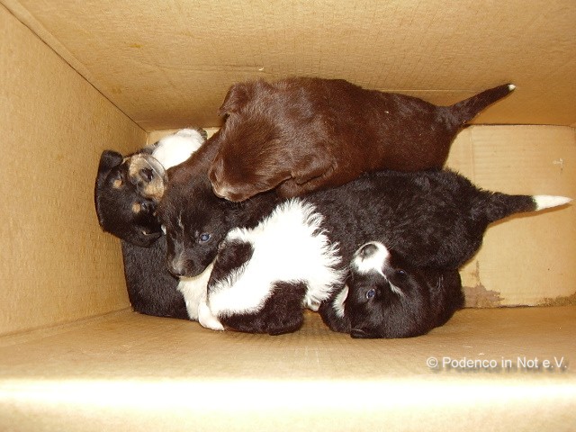 Welpen im Tierheim