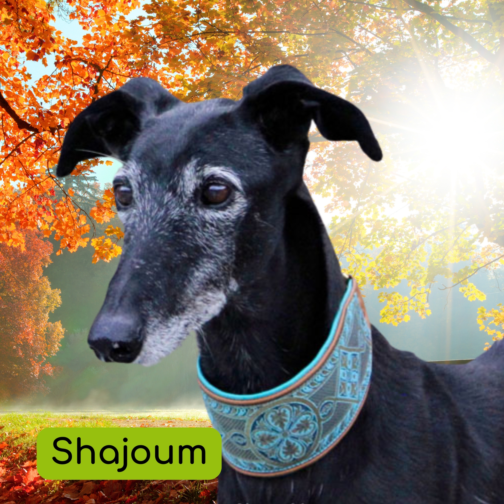 Shajoum - unvergessen