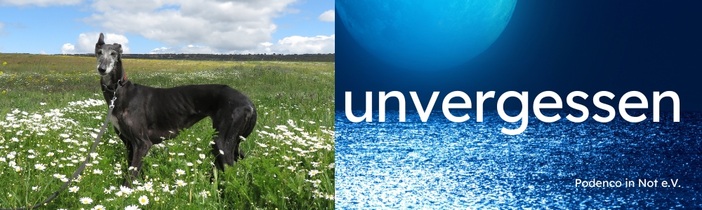 unvergessen