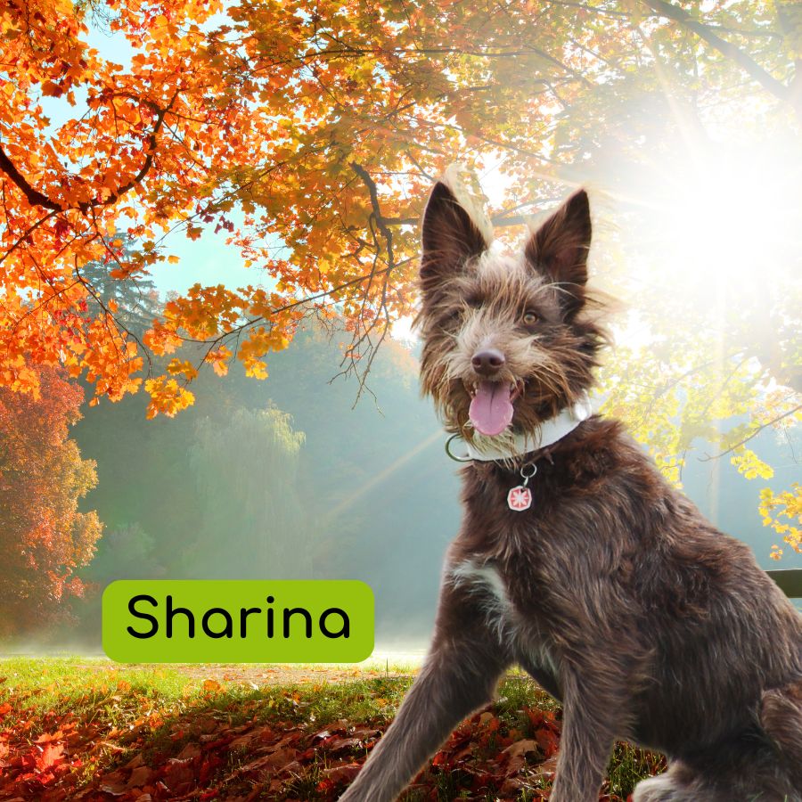 Abschied von Sharina